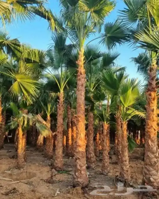 يوجد نخل عربي وواشنطني جميع المقاسات 2