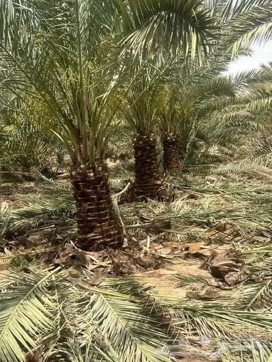 نخل نوايع للبيع 1