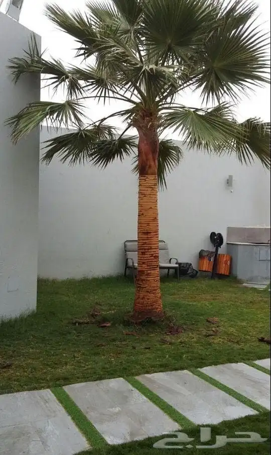 يوجد لدينا نخل واشنطن درجة اولى وجميع المقاسات متوفره 0