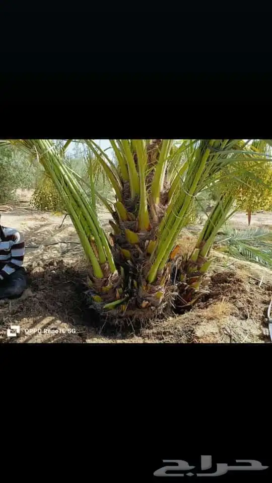 السلام عليكم ورحمه الله وبركاته عندنا نخل طيب متواجد في مكه 3