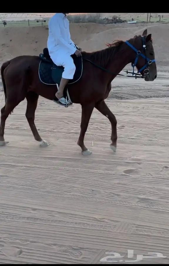 حصان للبيع 1
