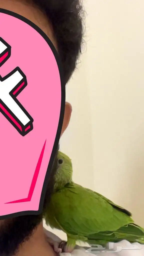 فرخ دره للبيع 2