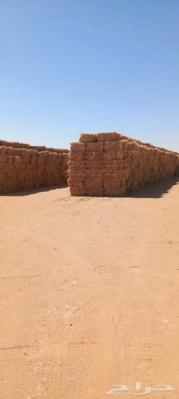 ذرة جيزانية 4