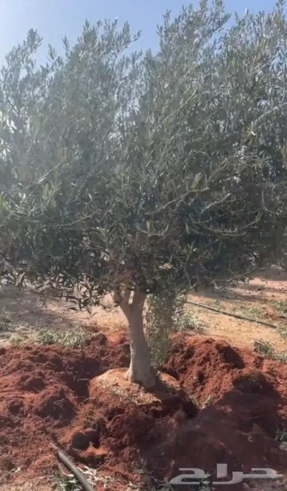 مقول نخيل وزيتون وليمون وجميع الاشجار 9