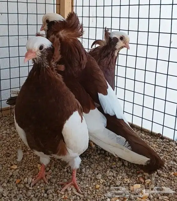 جوز هنقاري منتج 1