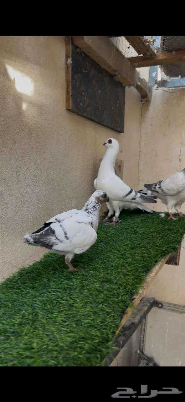 جوز منتج بعيالهم 2