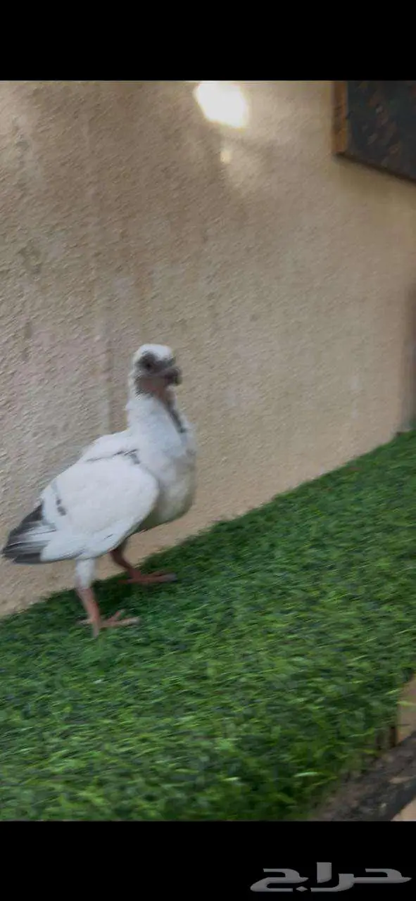 جوز منتج بعيالهم 4