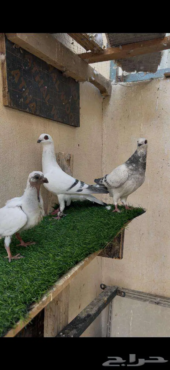 جوز منتج بعيالهم 1