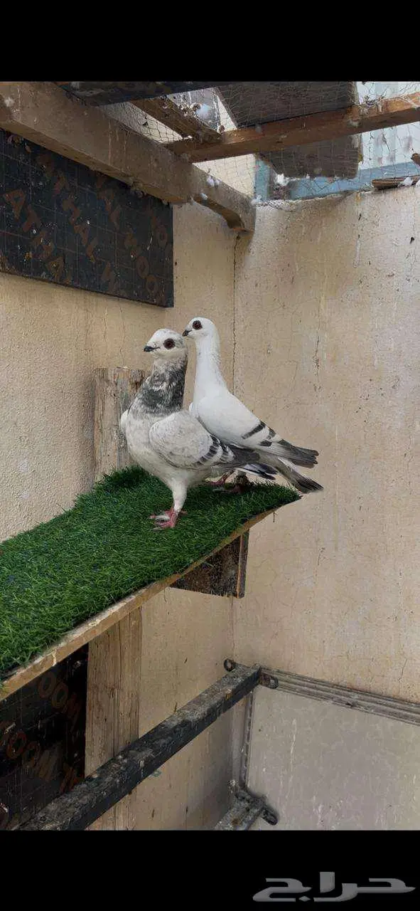 جوز منتج بعيالهم 0