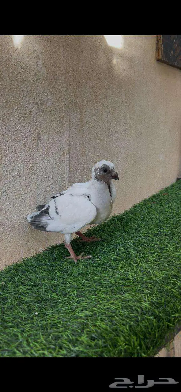 جوز منتج بعيالهم 6