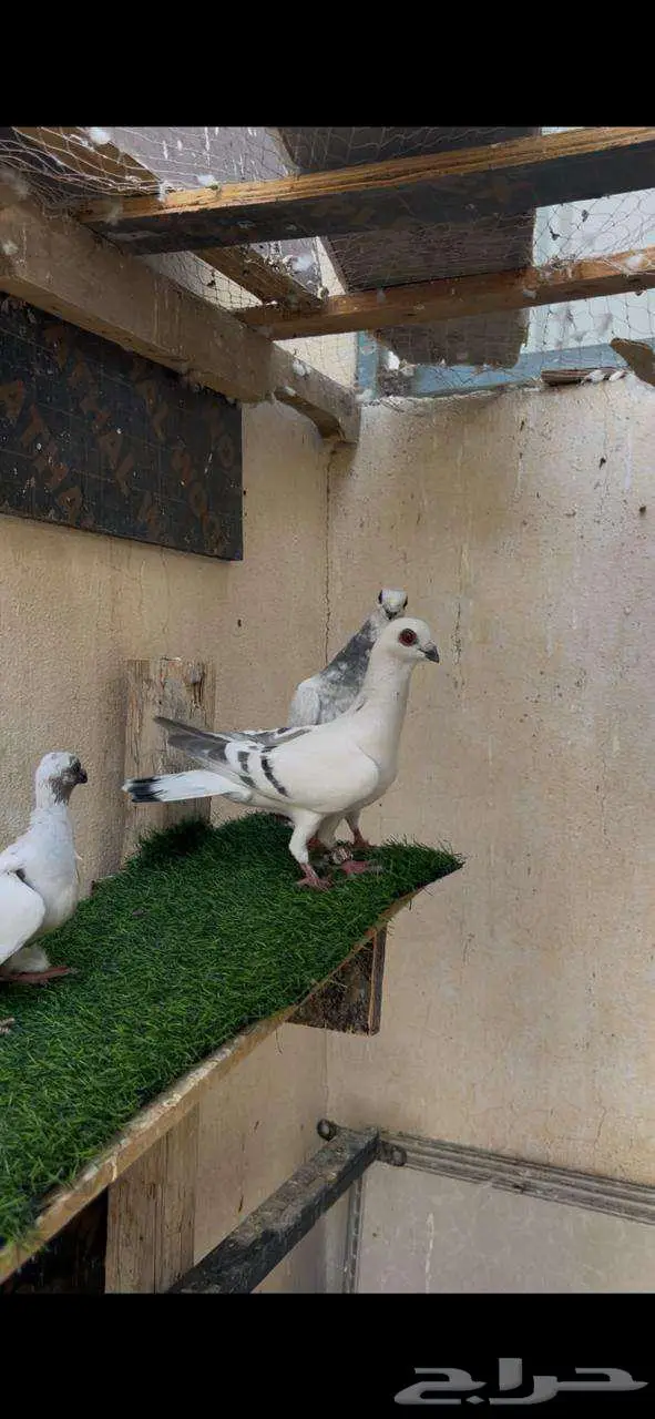 جوز منتج بعيالهم 7