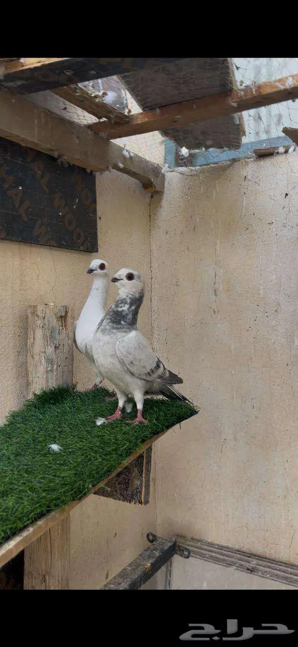 جوز منتج بعيالهم 3