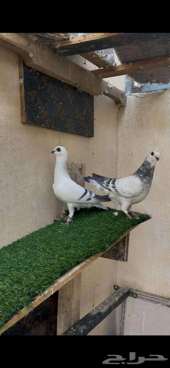جوز منتج بعيالهم 5