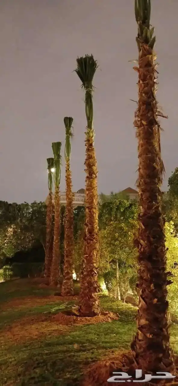 نخل واشنطني واشنطونيا 0