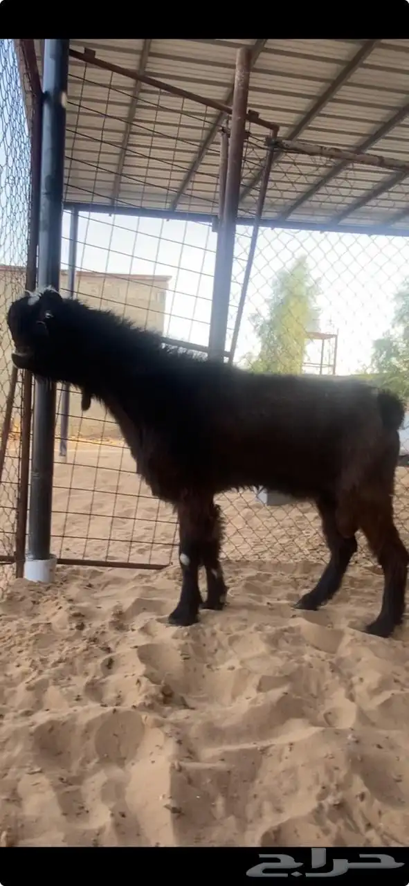 للبيع تيس شامي 2
