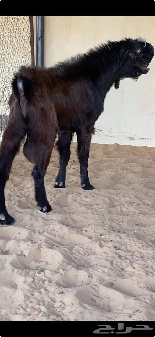 للبيع تيس شامي 3