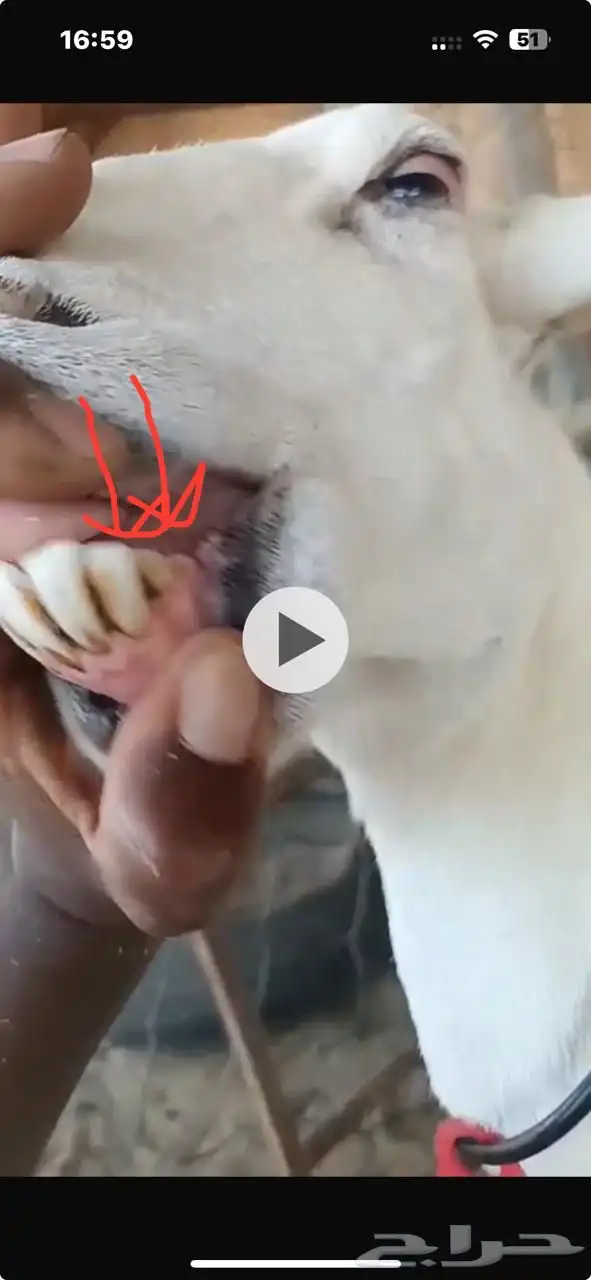 غنم شياه حريات رغايث مطافيل 11 يتبعها 11 بين رخل و طلي 1