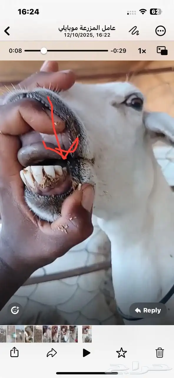 غنم شياه حريات رغايث مطافيل 11 يتبعها 11 بين رخل و طلي 5