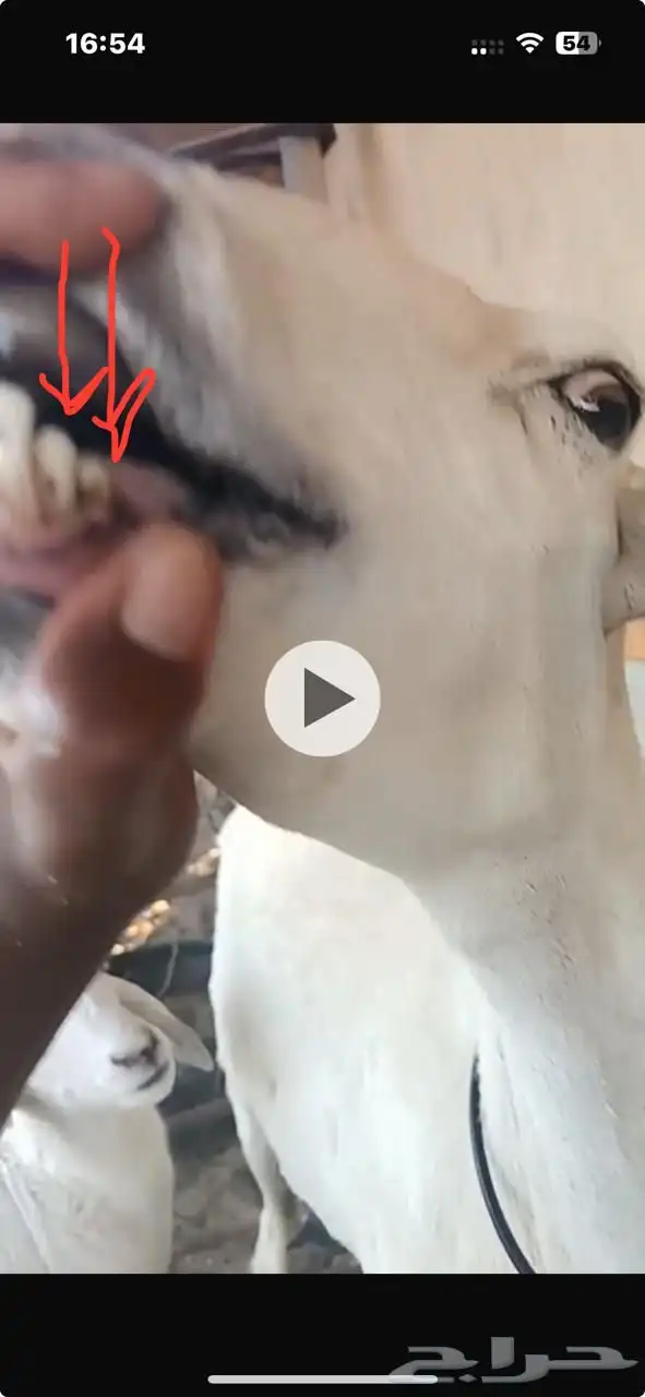 غنم شياه حريات رغايث مطافيل 11 يتبعها 11 بين رخل و طلي 0