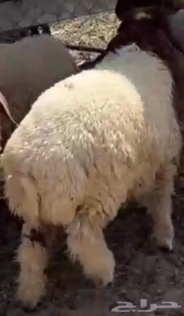 خاروف جذع نعيم عداله فل الفل ضهر وذنبه شرط نصاح 0