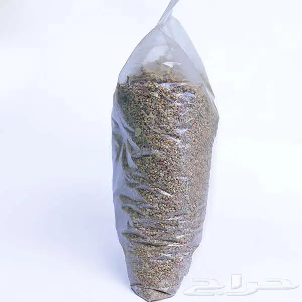 عشبة الشيبي التشادية 1