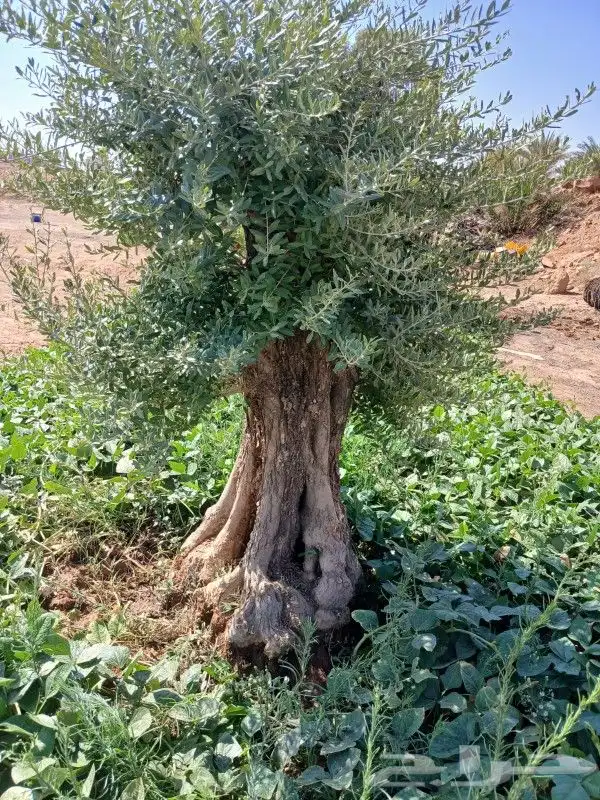 يوجد لديناء شجر الترمناليا وأشجار الزيتون وشجر الظل والأشجار 5