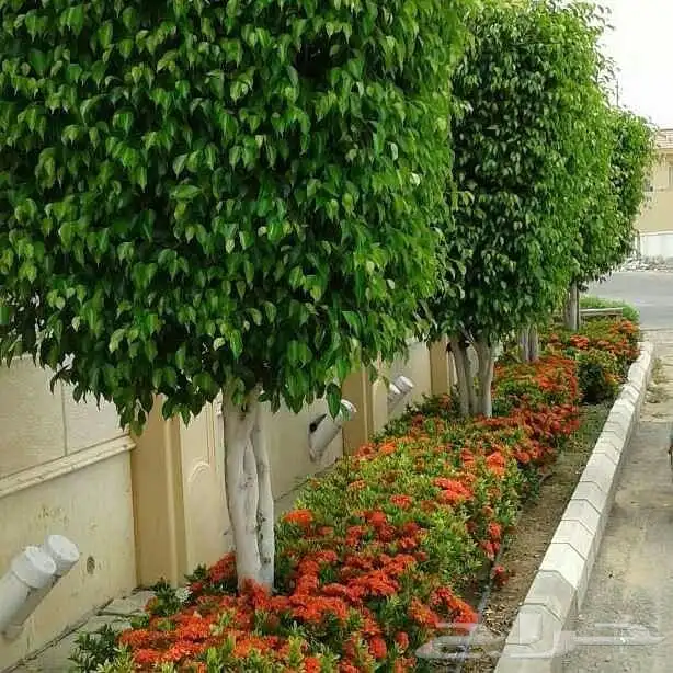 استمتع بأجمل الحدائق والشلالات في جده ومكه مع  م..اب 9