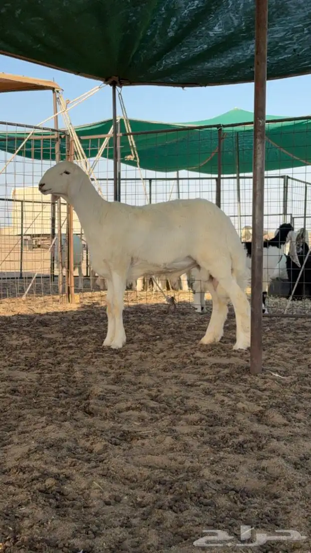 مشروع فحل حري صنف 0
