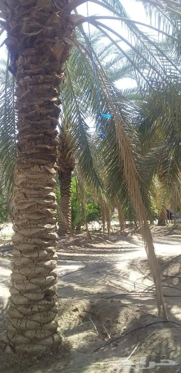 يوجد نخل كبار البيع سكري نبت علي خلاص برحي 2