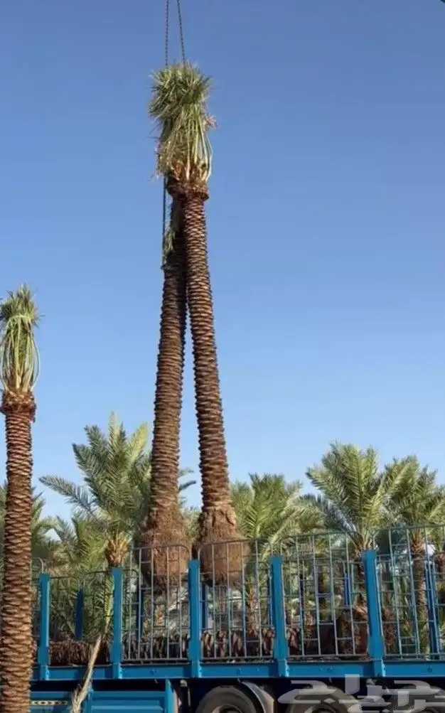 مقول نخيل وزيتون وليمون وجميع الاشجار 3