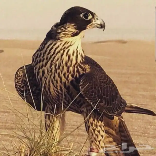 حلال 0