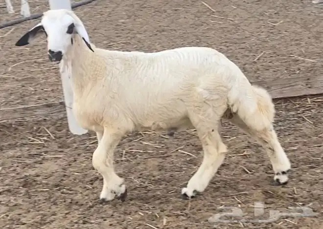 خروف حري للبيع 7