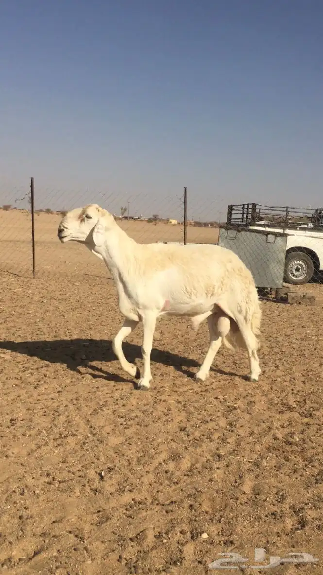 فحل حري صنف الصنف 6