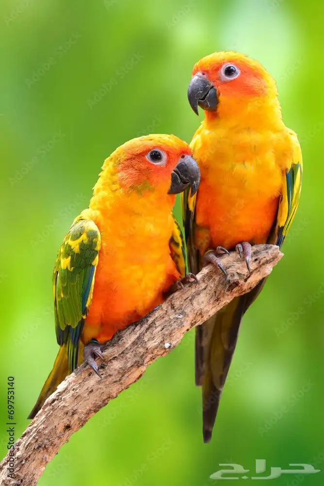 فروخ صن كنيور 0