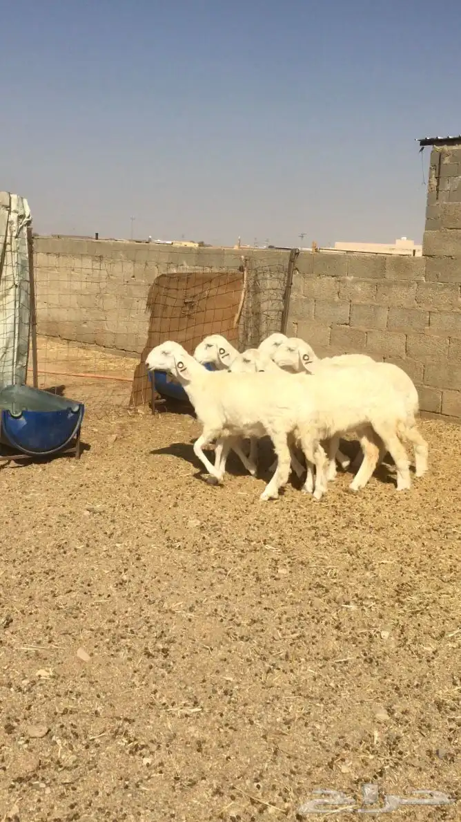 رخال حريات صنف 1