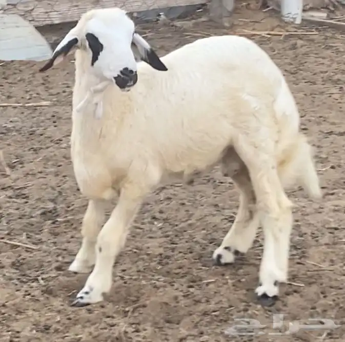 خروف حري للبيع 5