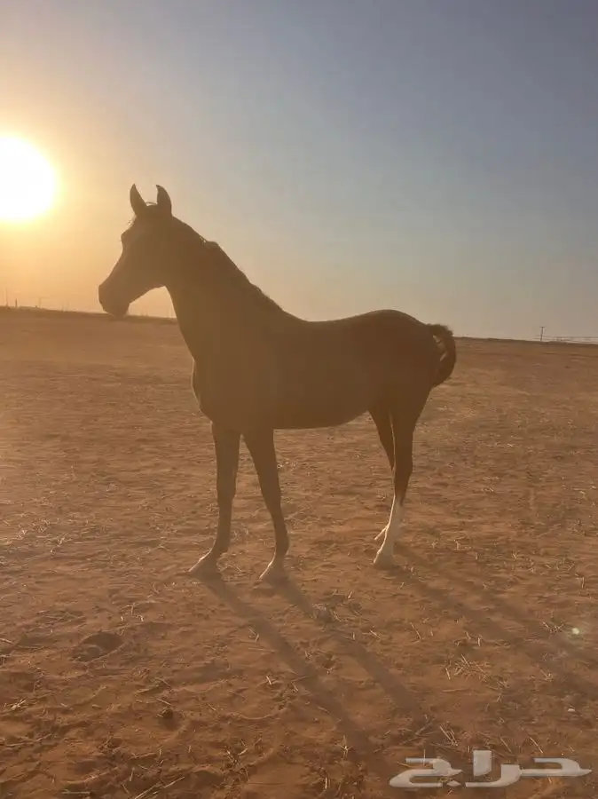 للبيع مهرهه العمر سنه 3شهور 1