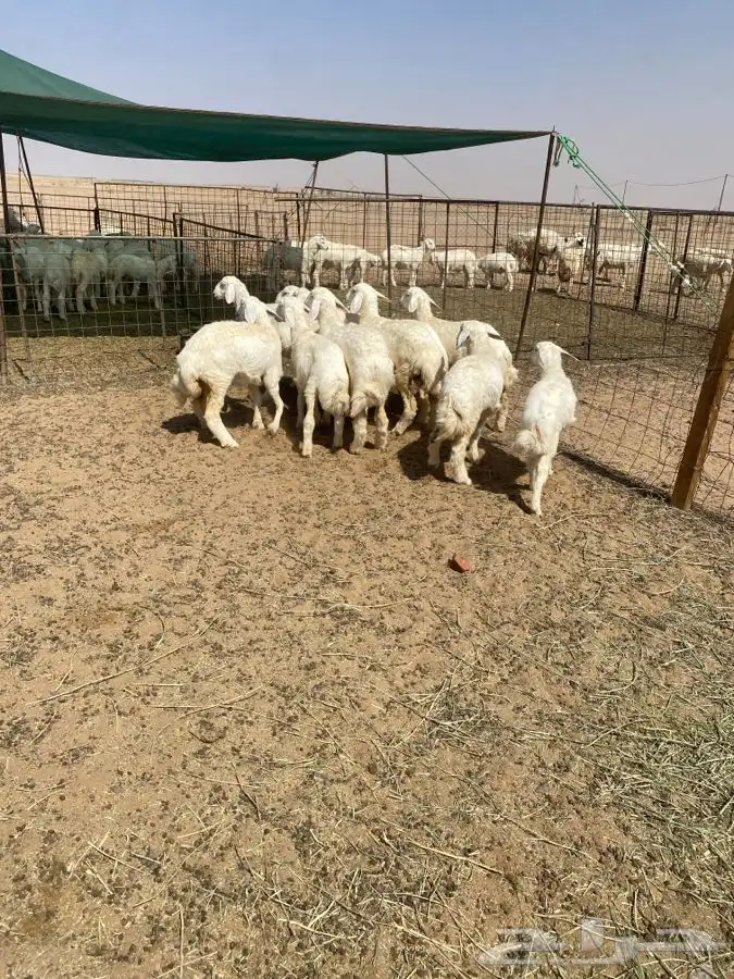 رخال حريات 1