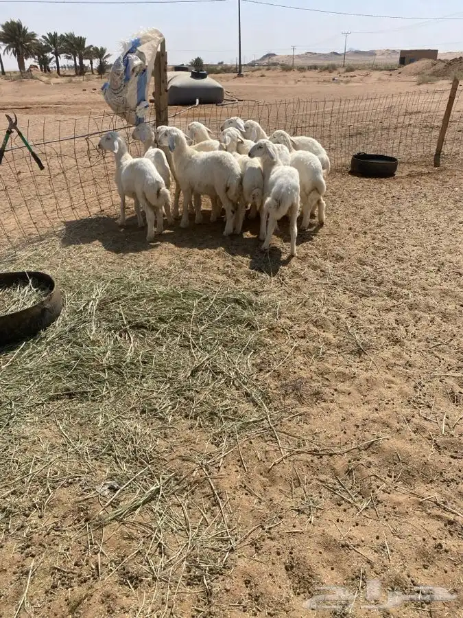 رخال حريات 2