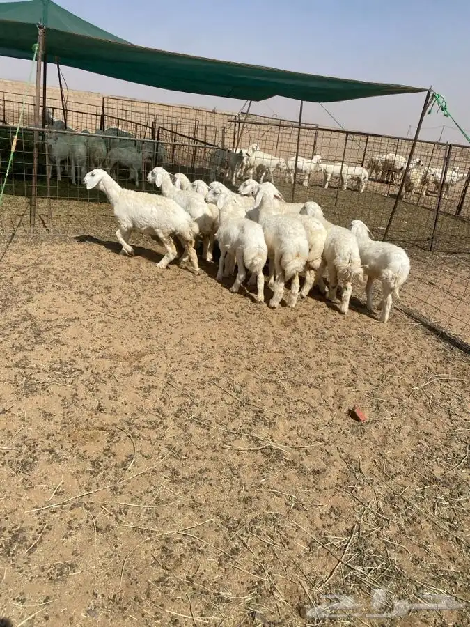 رخال حريات 3