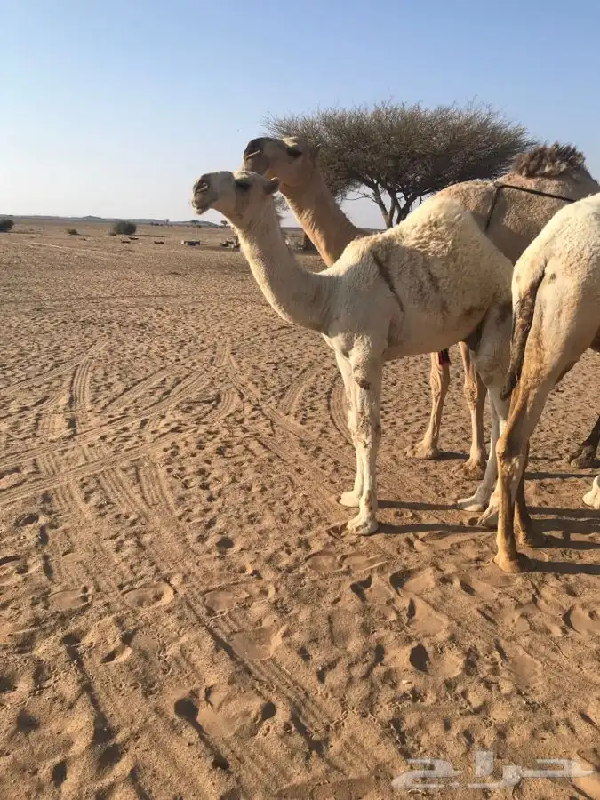حوار علياني مستقبل فحل ولد بعير غازي القعيس الدلبحي 1