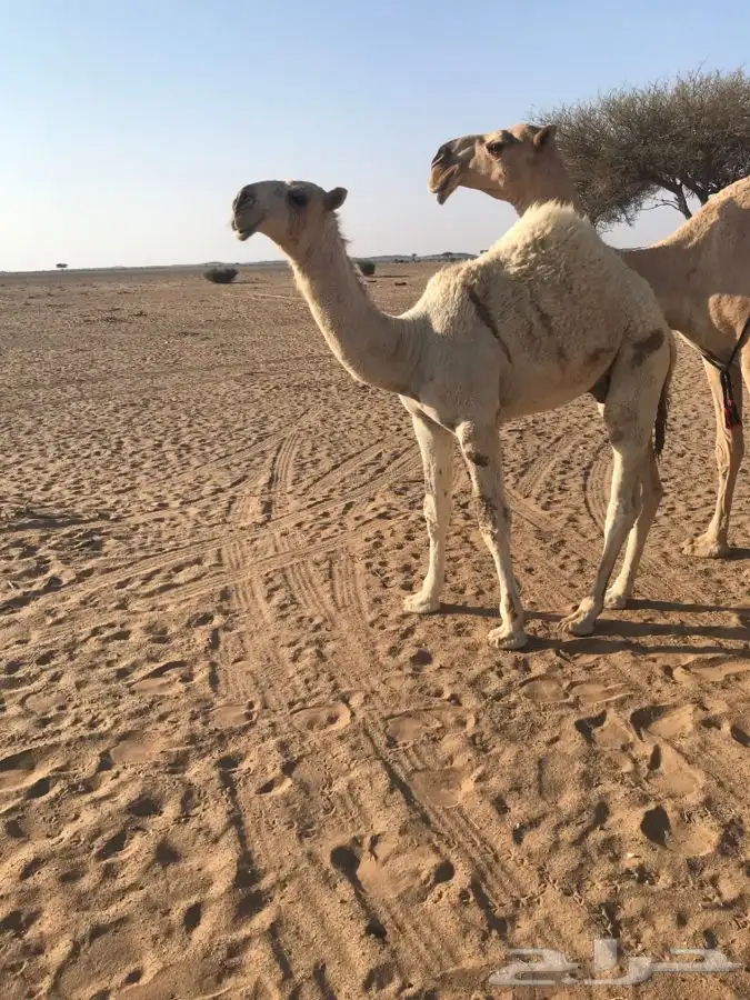 حوار علياني مستقبل فحل ولد بعير غازي القعيس الدلبحي 0
