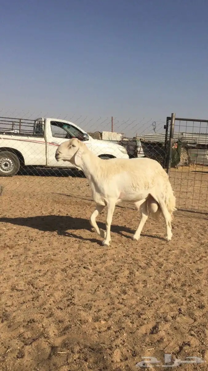 فحل حري صنف الصنف 4