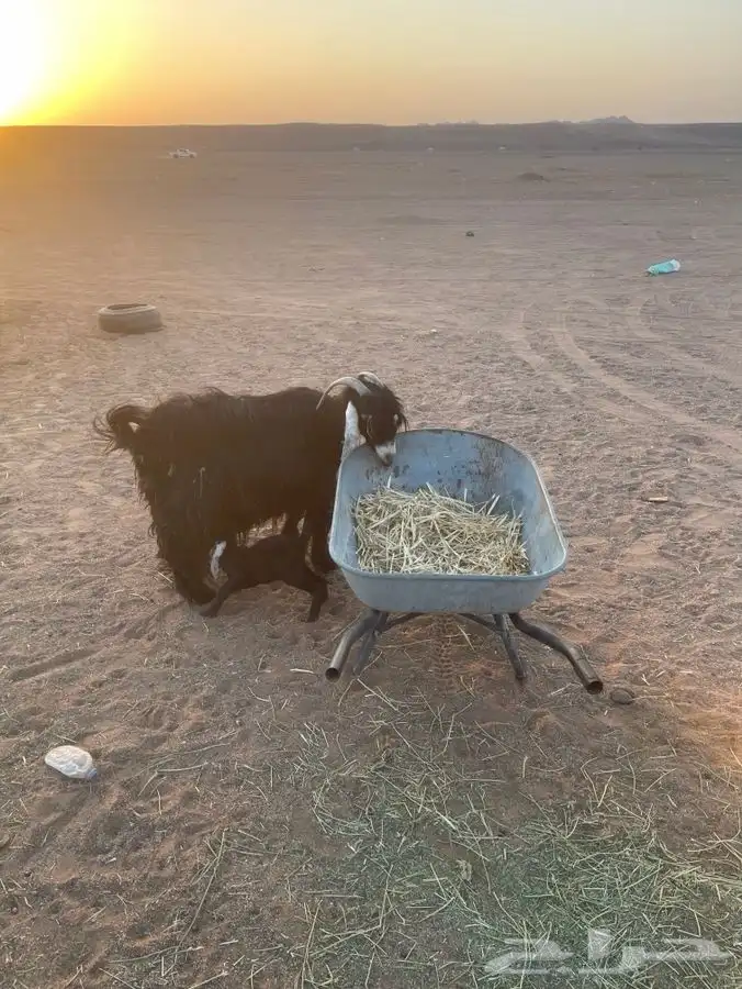 عنز والد صنف 9