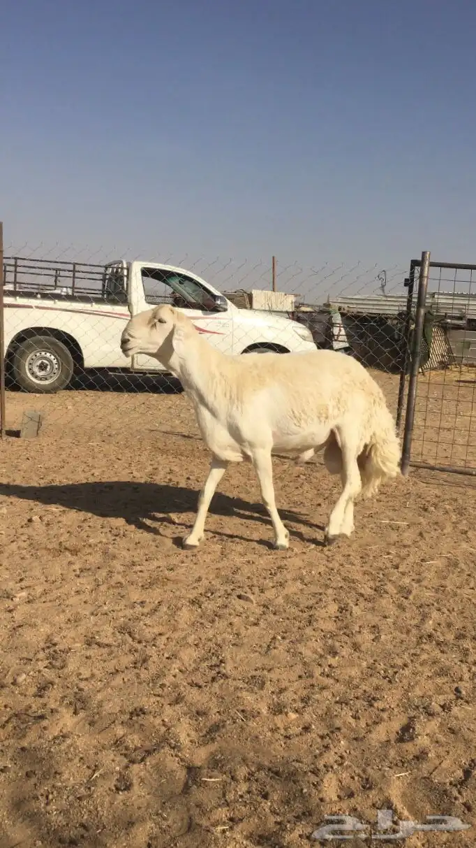 فحل حري صنف الصنف 3
