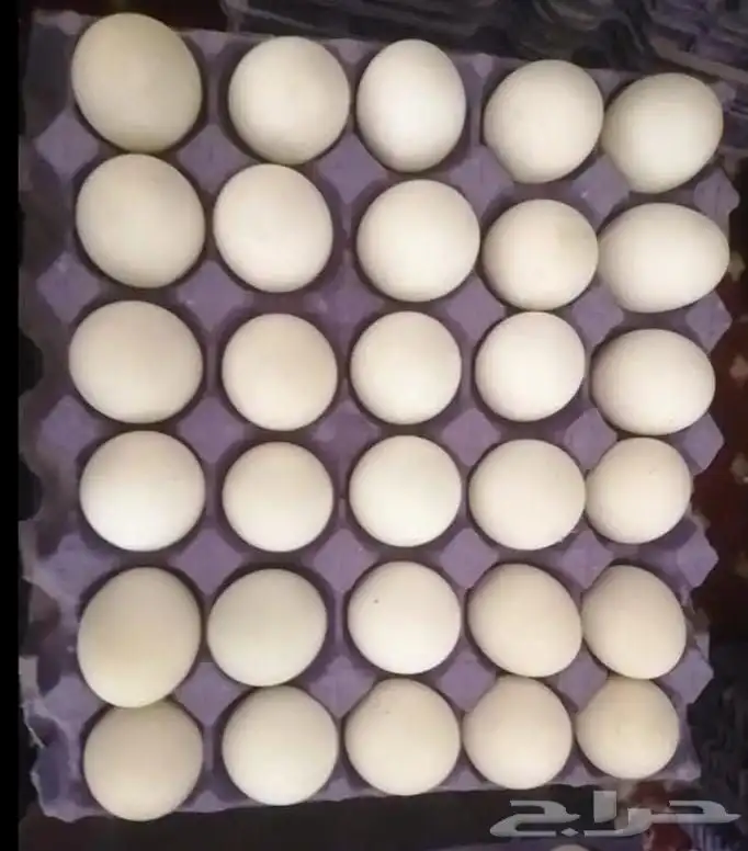 بيض بط بكيني 0