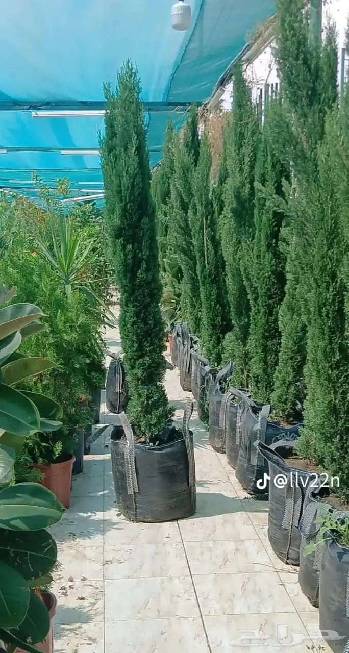 نخل عربي سرو ايطالي 4