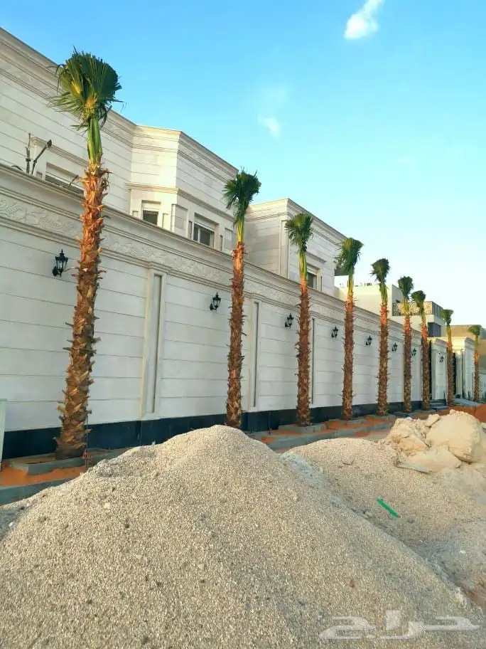 نخل مثمرونخل واشنطن زينه 6