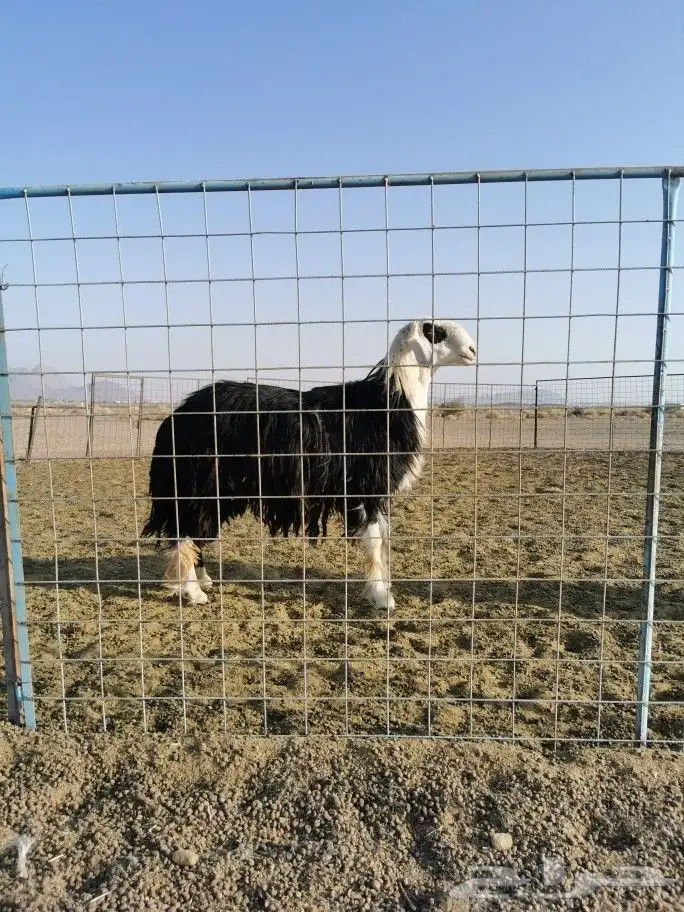 فحل نجدي مشروط 0