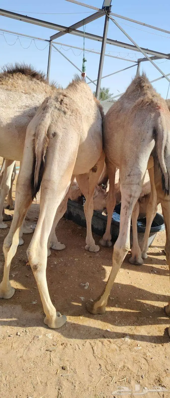 قعدان صومالية نظيفه بسوم طيب للتجار 1